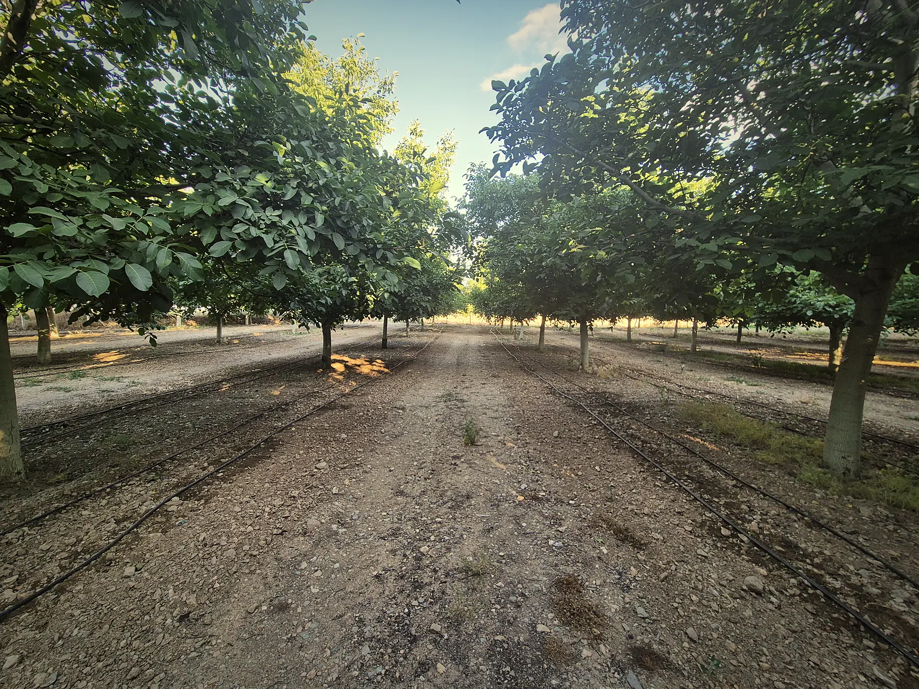 Gümüşhacıköy'deki ceviz bahçesinde, iki sıra ağacın arasından uzanan toprak yol